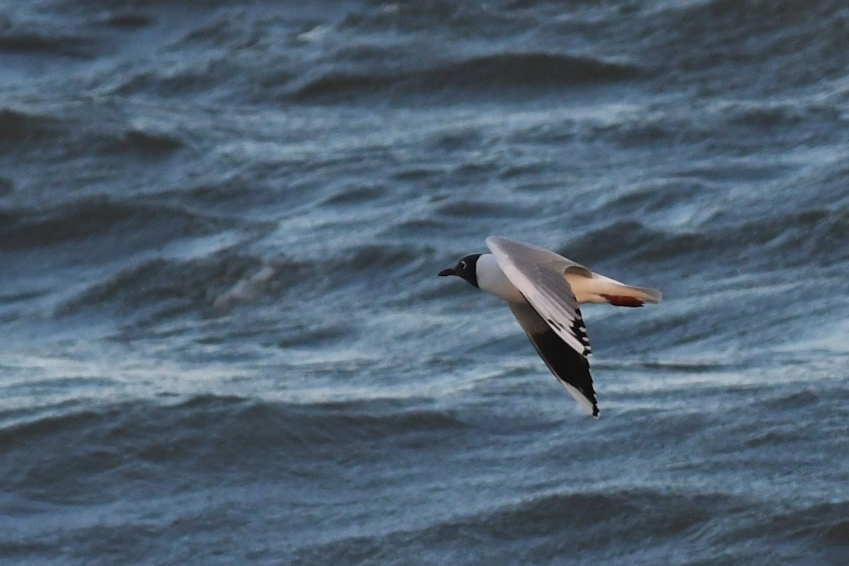 Brown-hooded Gull - ML638385042