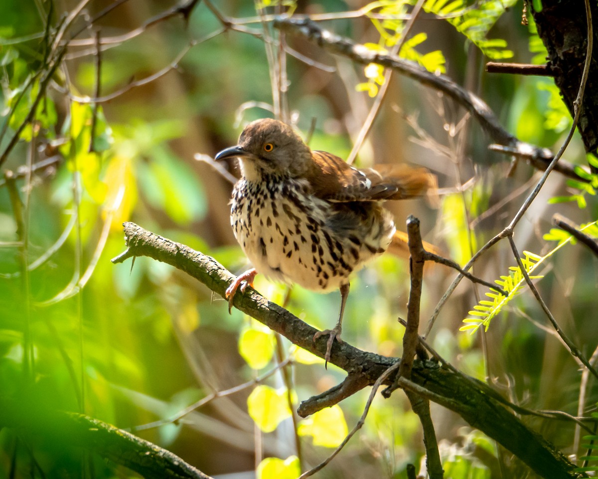 Long-billed Thrasher - ML638385043