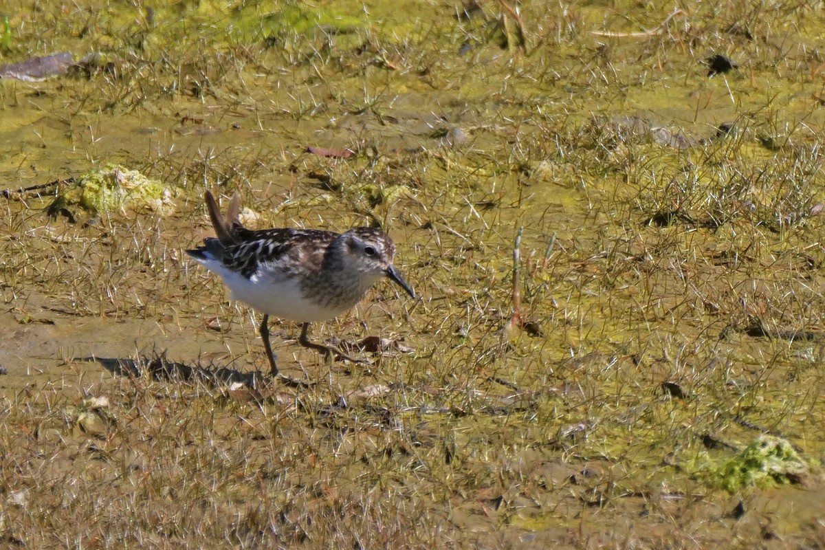 Least Sandpiper - ML638385045