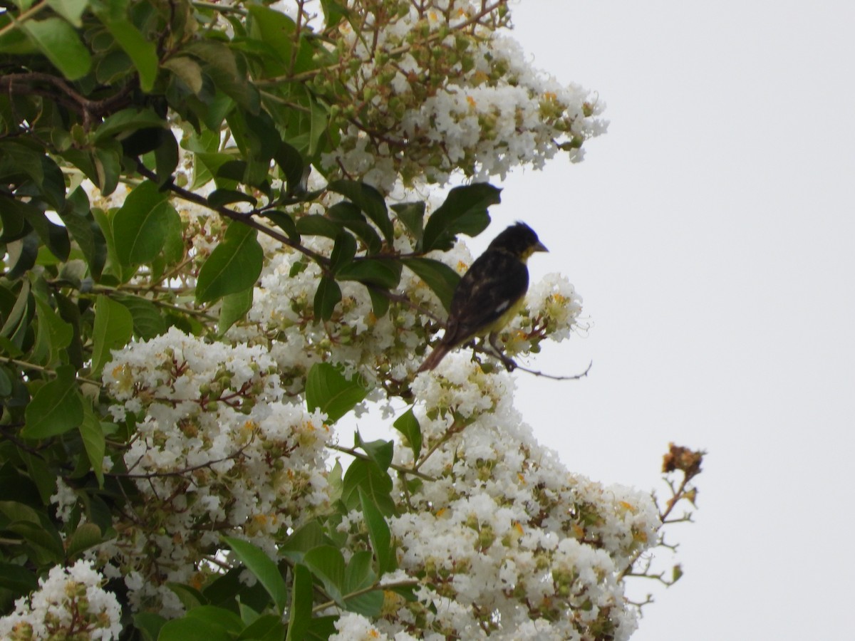 Lesser Goldfinch - ML638385046