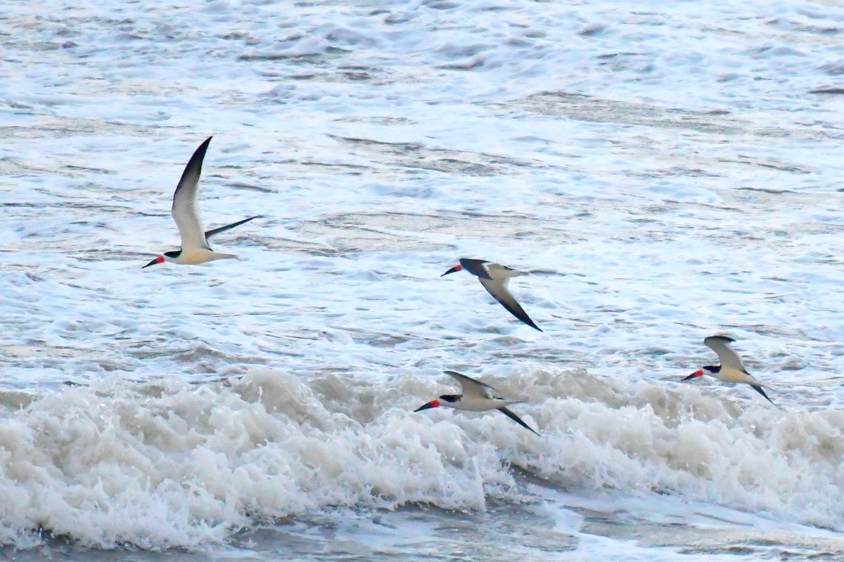 Black Skimmer - ML638385047