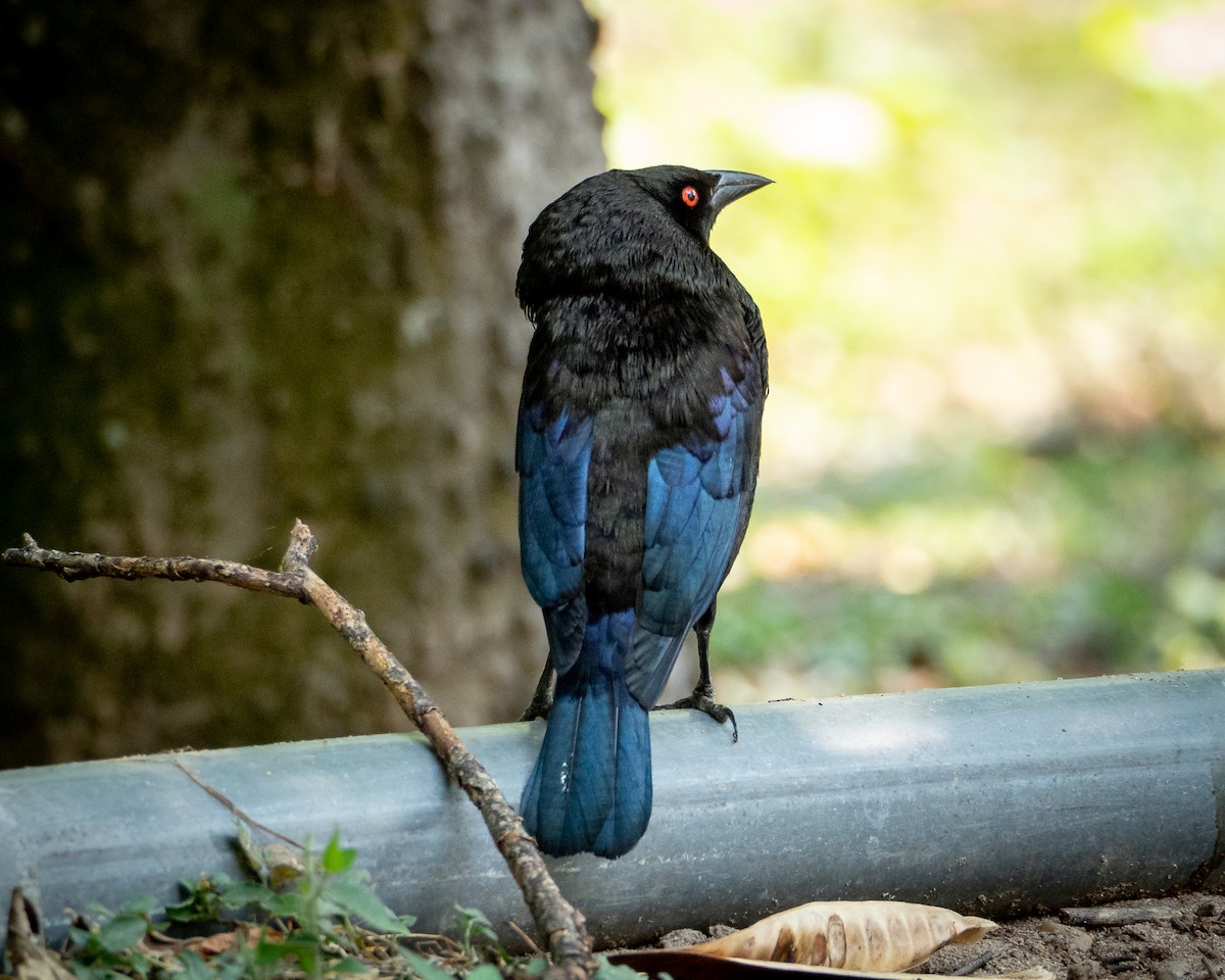Bronzed Cowbird - ML638385052
