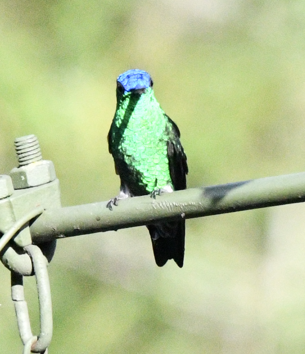 Indigo-capped Hummingbird - ML638385053