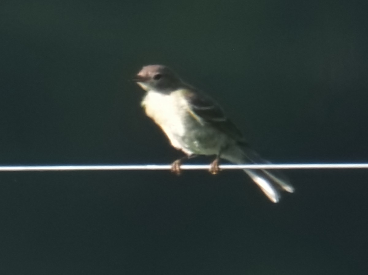 Great Crested Flycatcher - ML638385077
