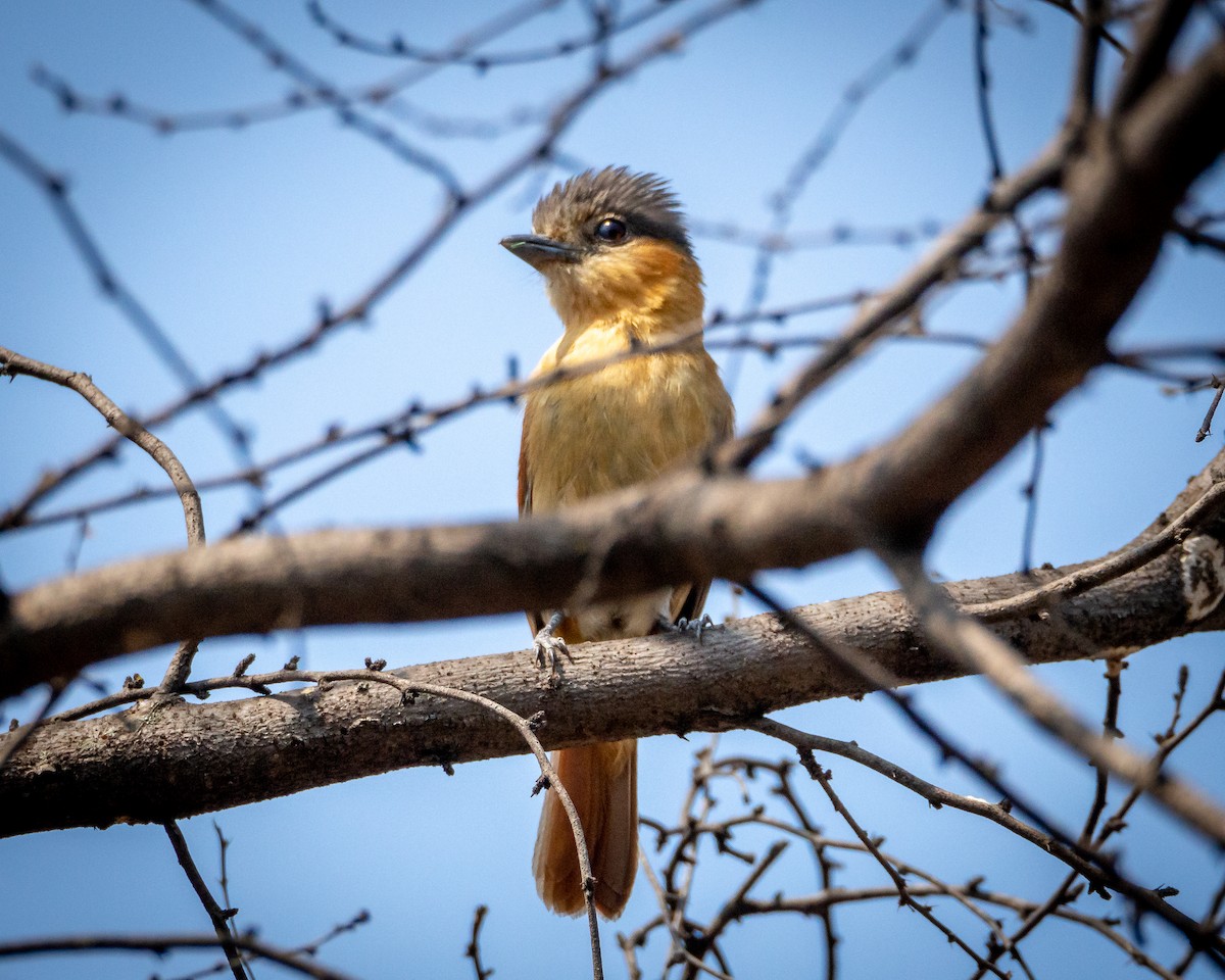 Rose-throated Becard - ML638385088