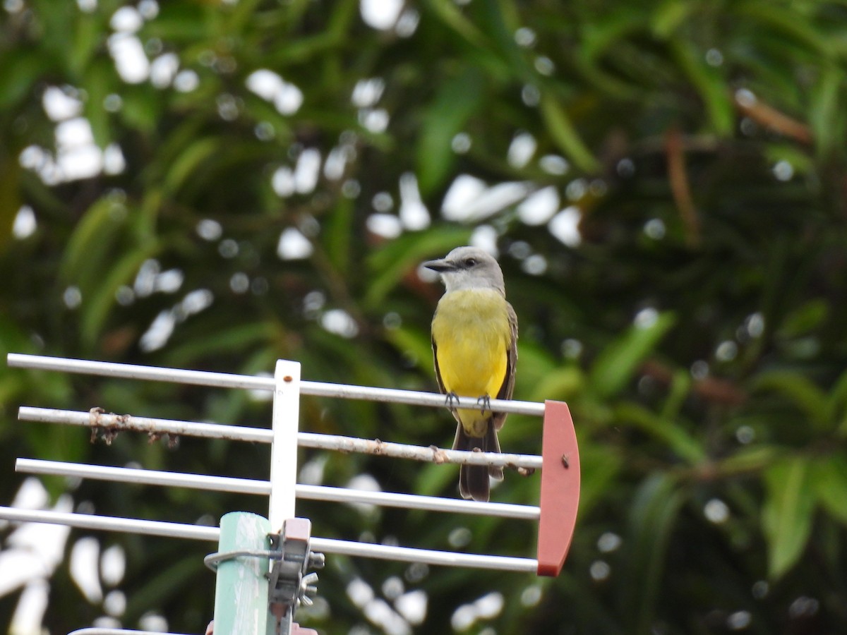 Tropical Kingbird - ML638385089
