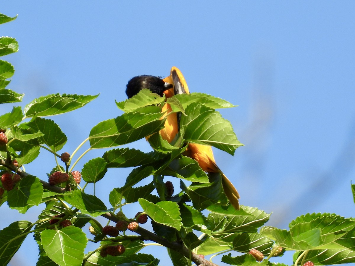 Baltimore Oriole - ML638385090