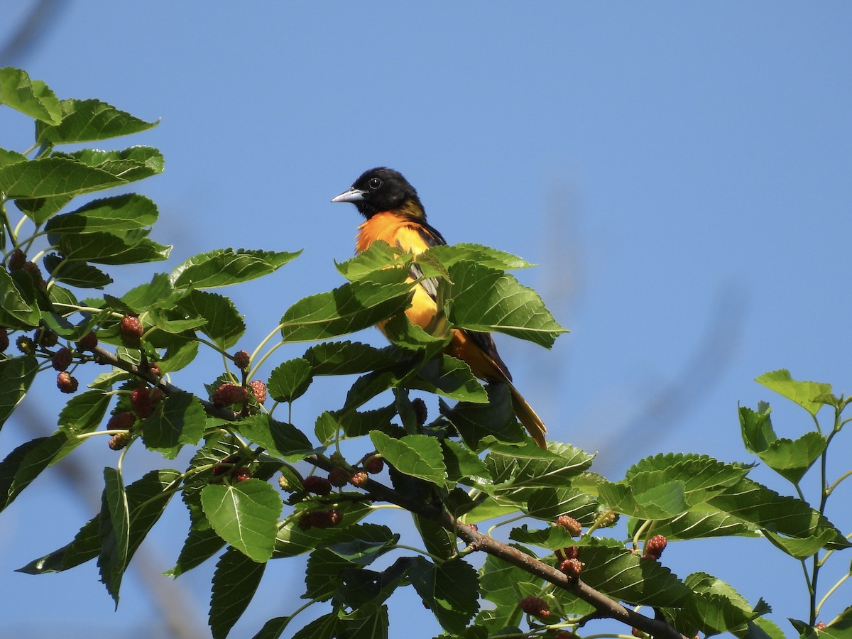 Baltimore Oriole - ML638385091