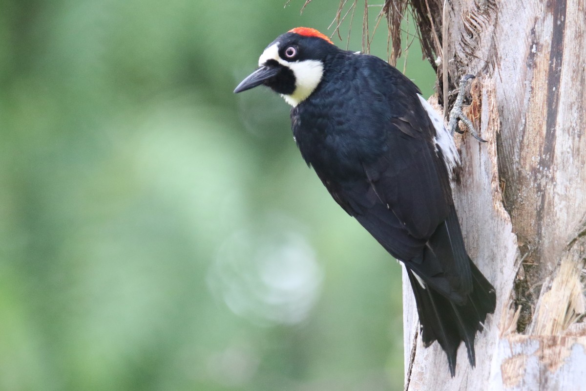 Acorn Woodpecker (Acorn) - ML638385093