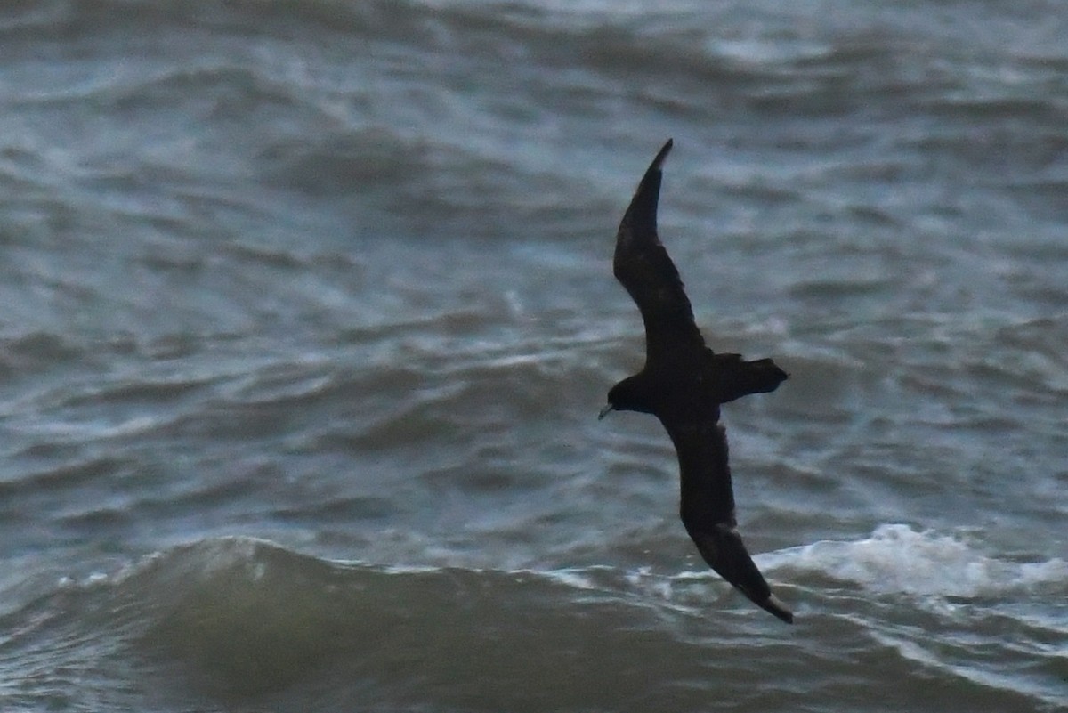 White-chinned Petrel - ML638385095