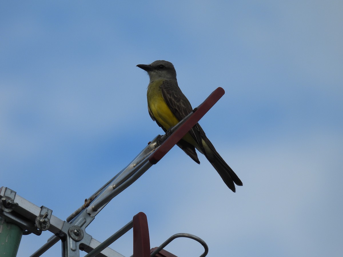 Tropical Kingbird - ML638385096