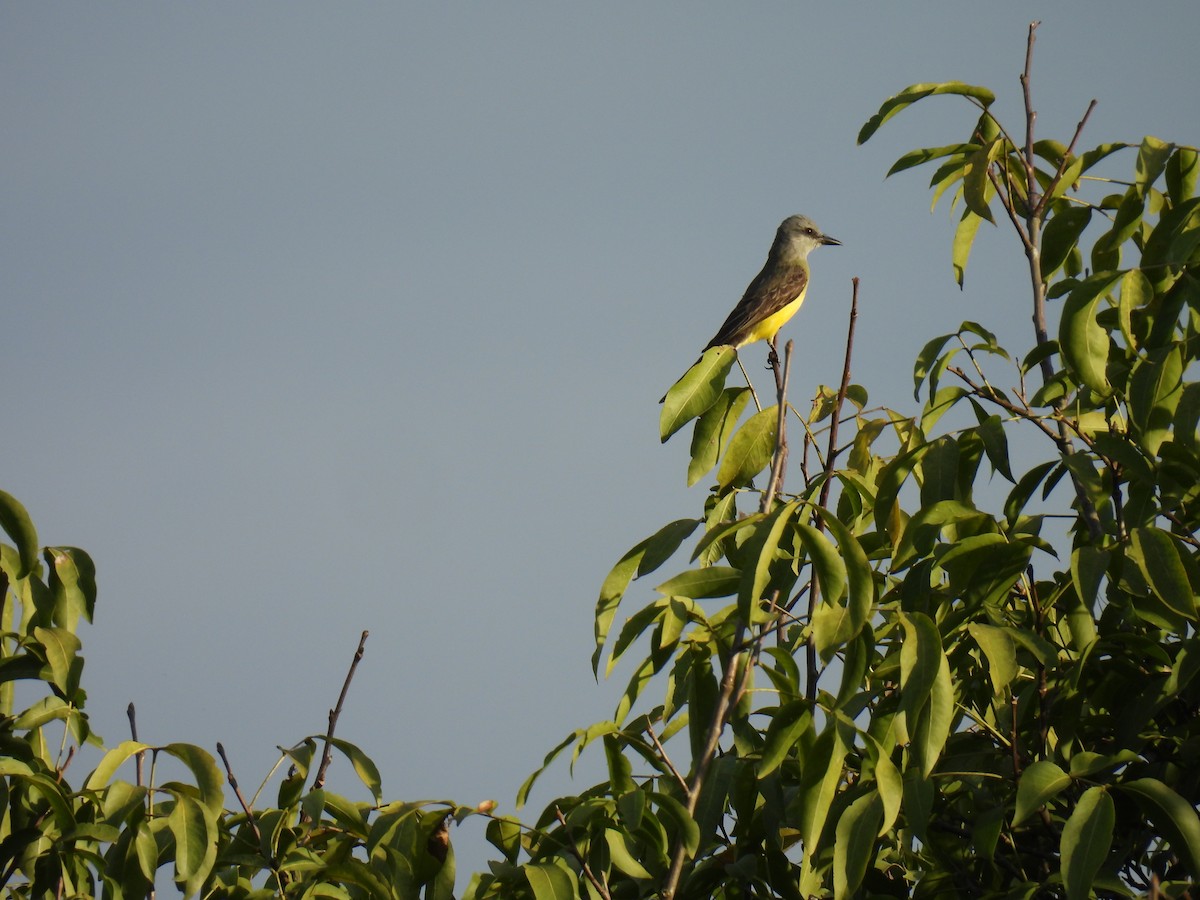 Tropical Kingbird - ML638385097