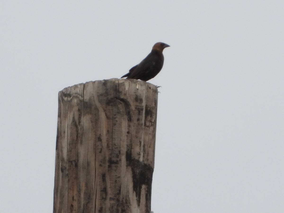 Brown-headed Cowbird - ML638385099
