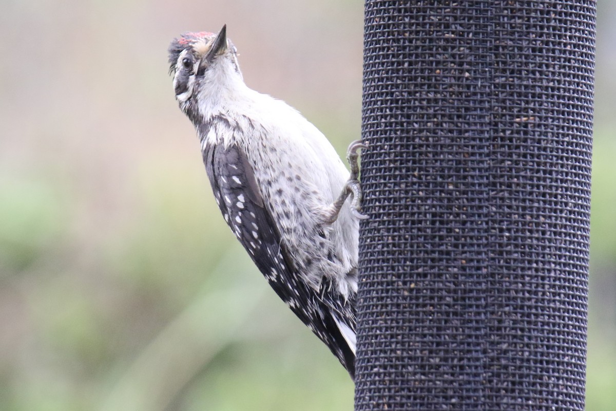 Nuttall's Woodpecker - ML638385100