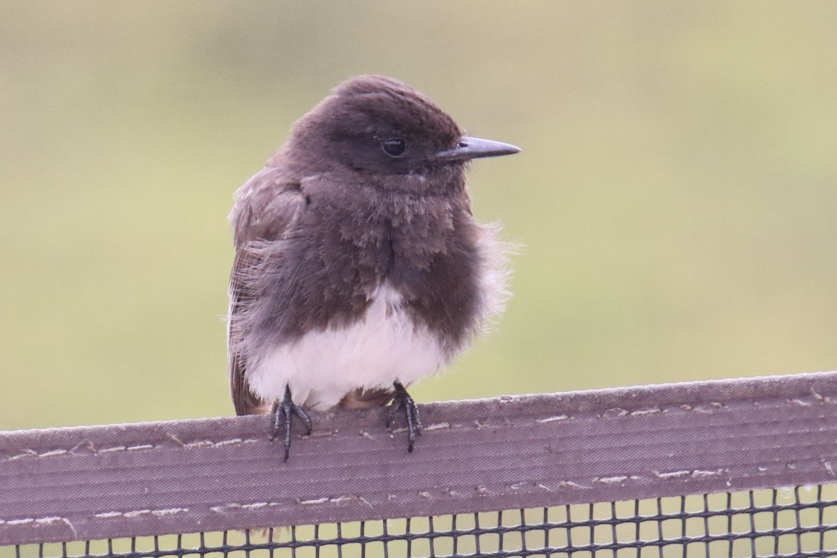 Black Phoebe (Northern) - ML638385102