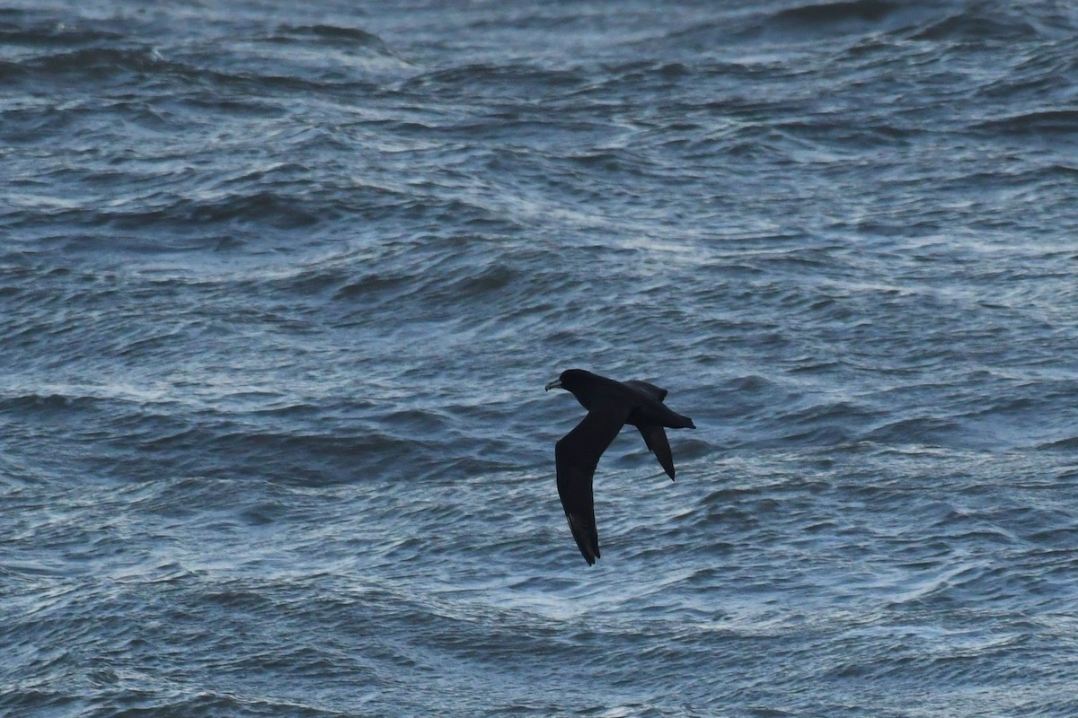 White-chinned Petrel - ML638385104