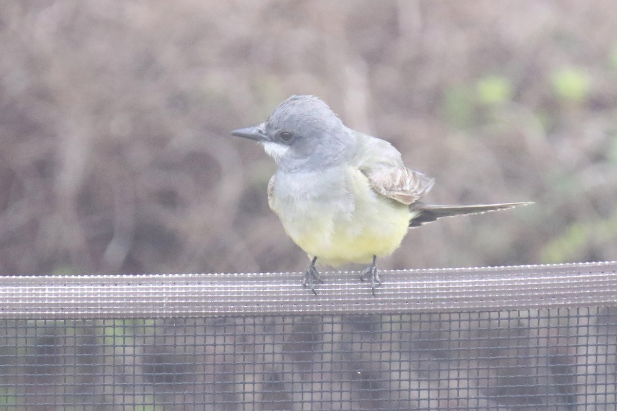 Cassin's Kingbird - ML638385108