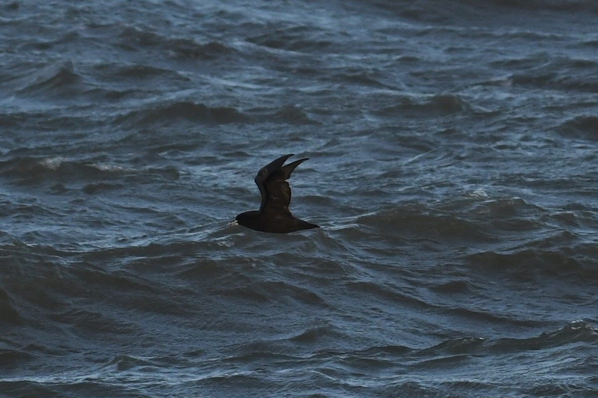 White-chinned Petrel - ML638385109