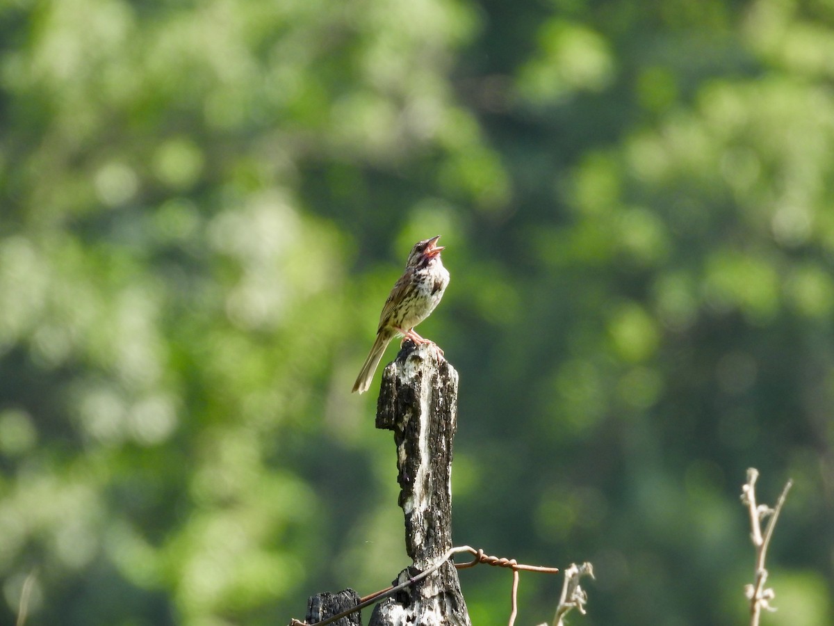 Song Sparrow - ML638385110