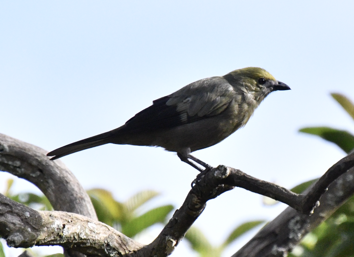 Palm Tanager - ML638385111