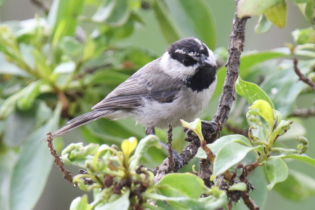 Mountain Chickadee - ML638385115