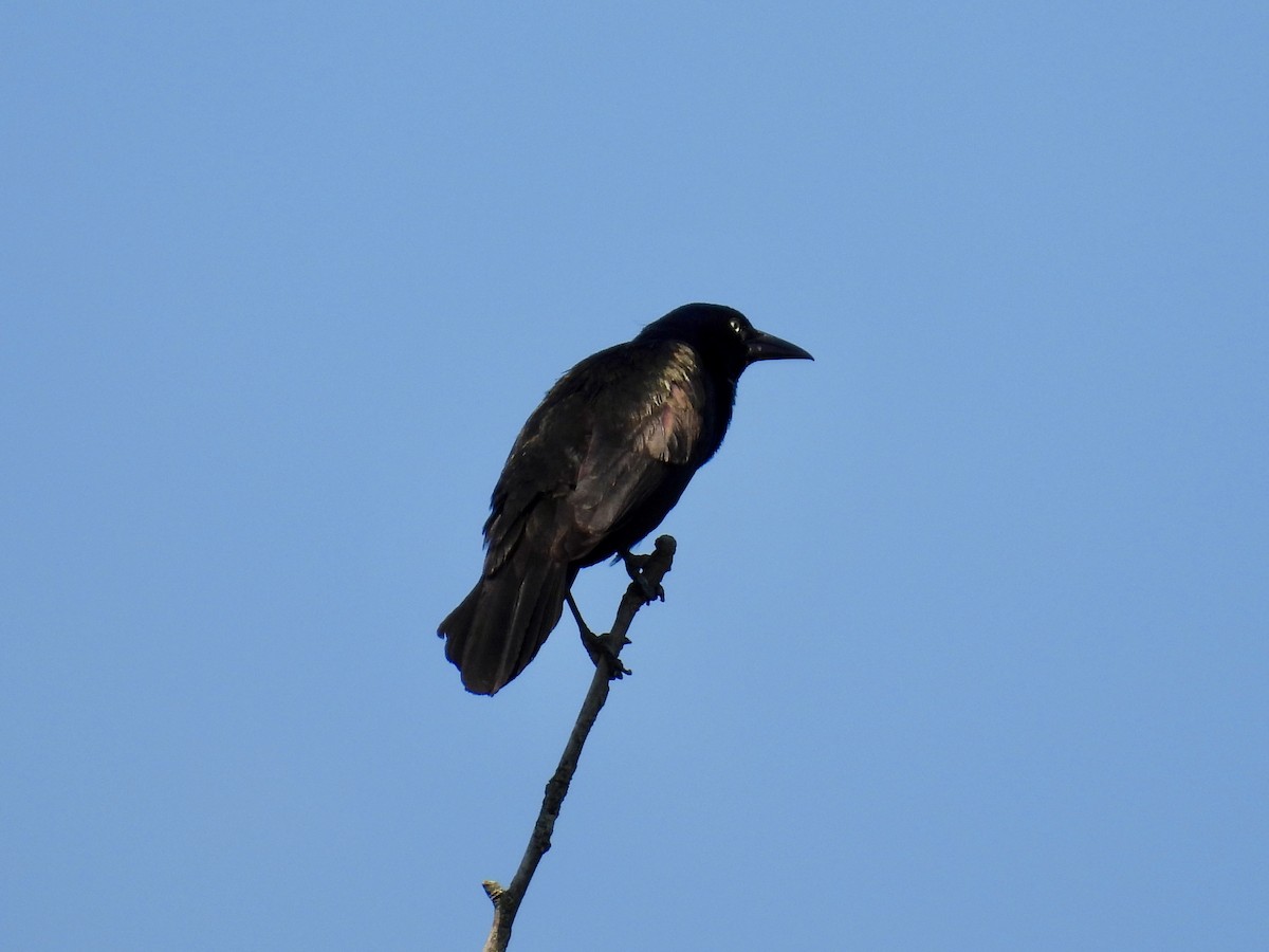 Common Grackle - ML638385116