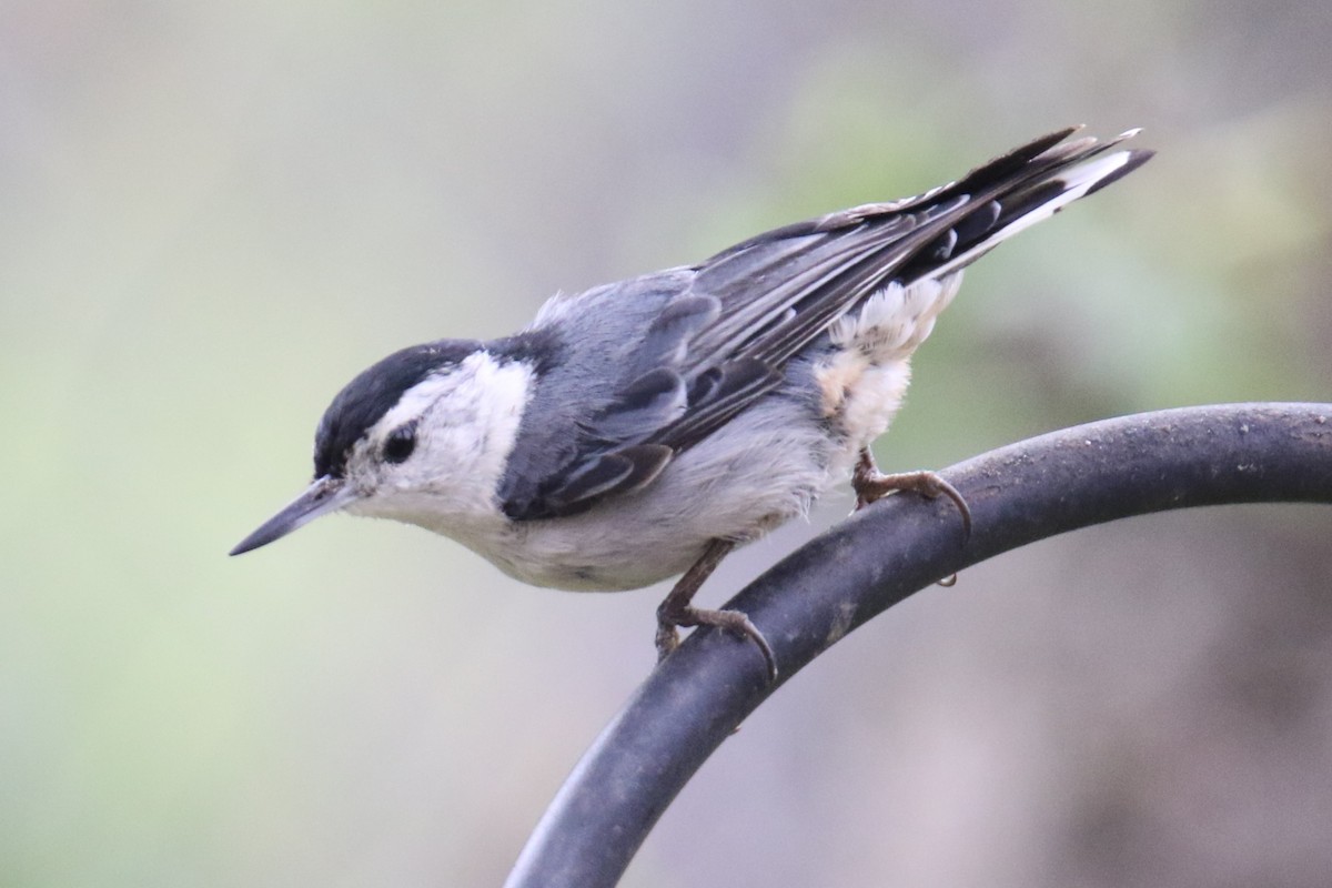 White-breasted Nuthatch - ML638385119