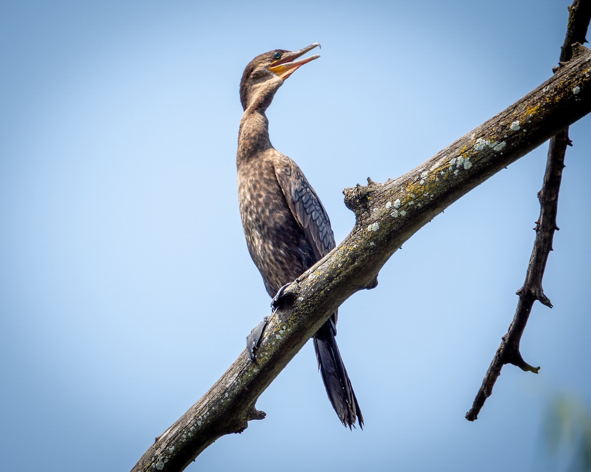 Neotropic Cormorant - ML638385121