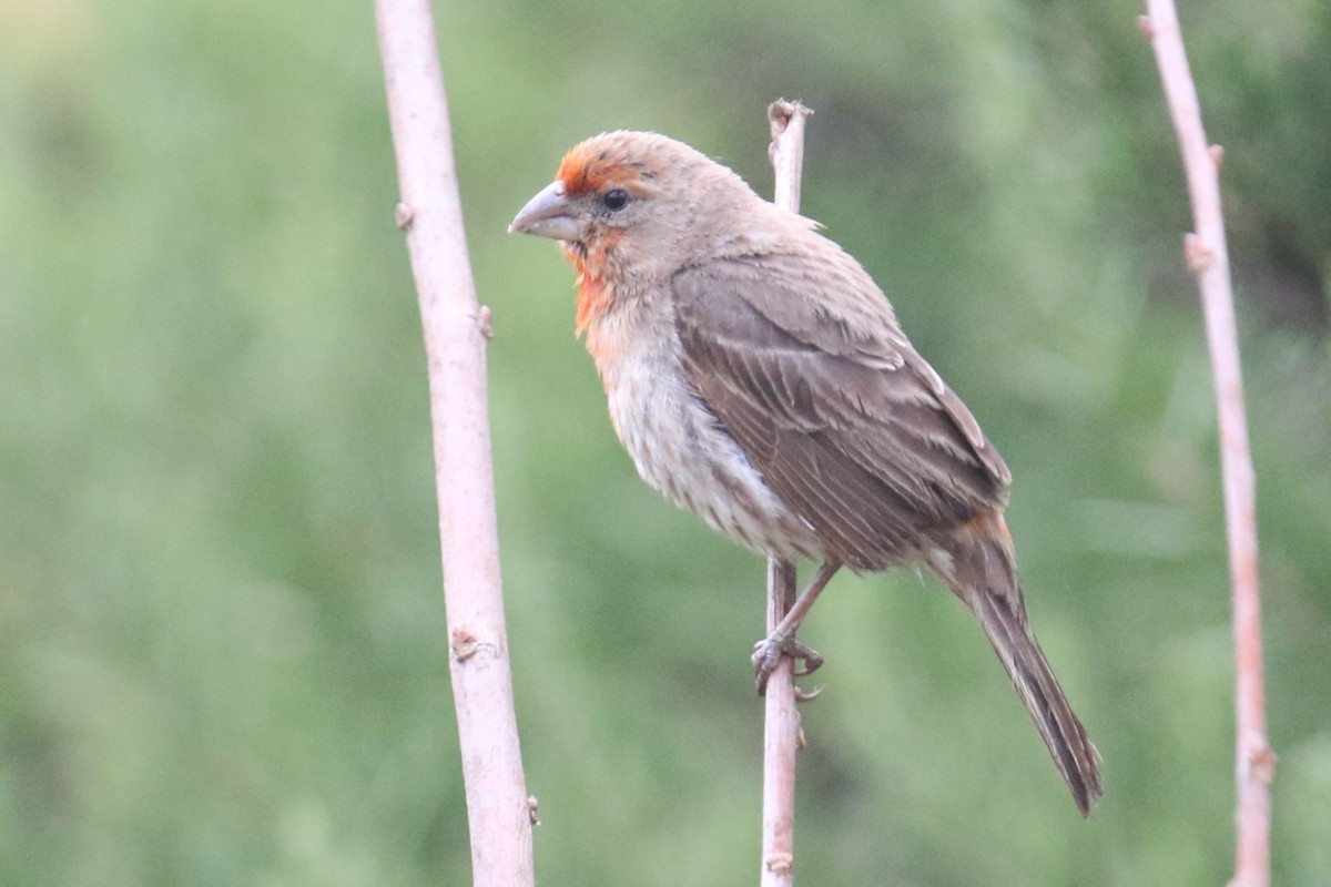 House Finch - ML638385125
