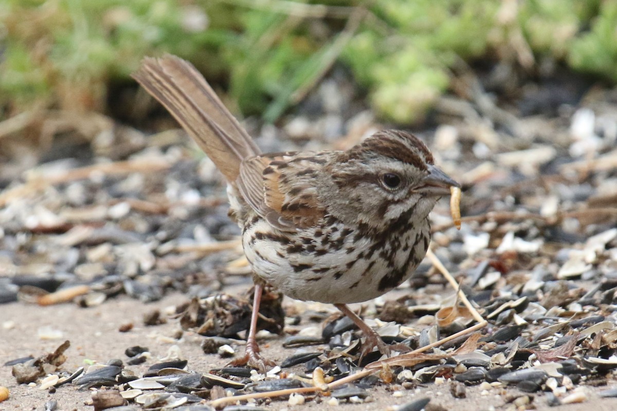 Song Sparrow (heermanni Group) - ML638385134