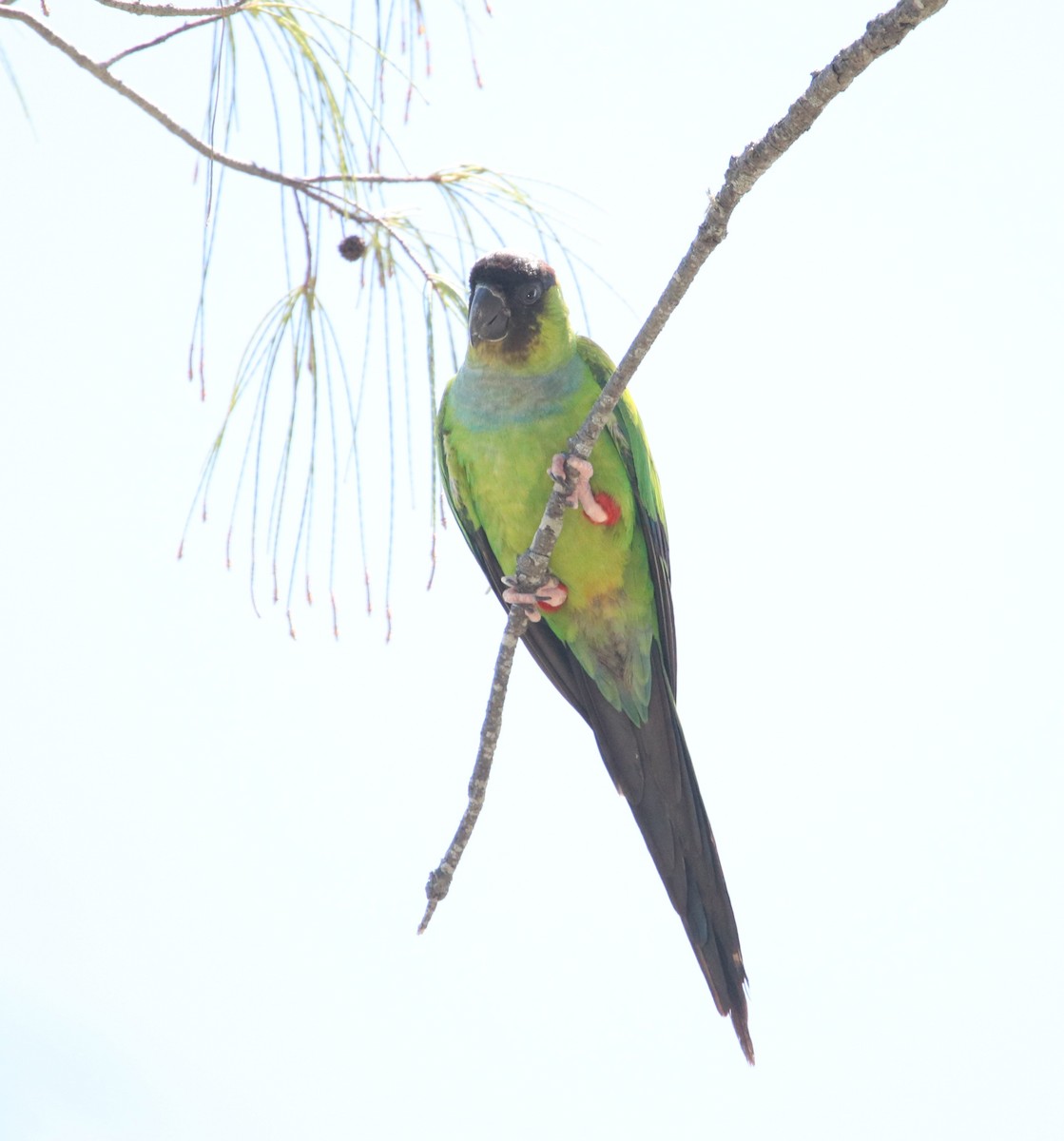 Nanday Parakeet - ML638385145