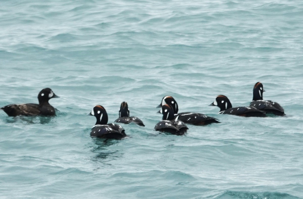 Harlequin Duck - ML638385147