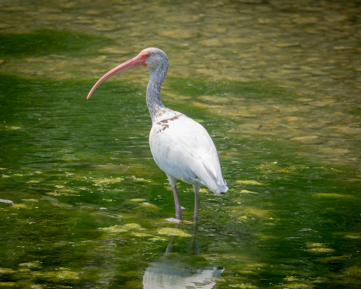 White Ibis - ML638385148