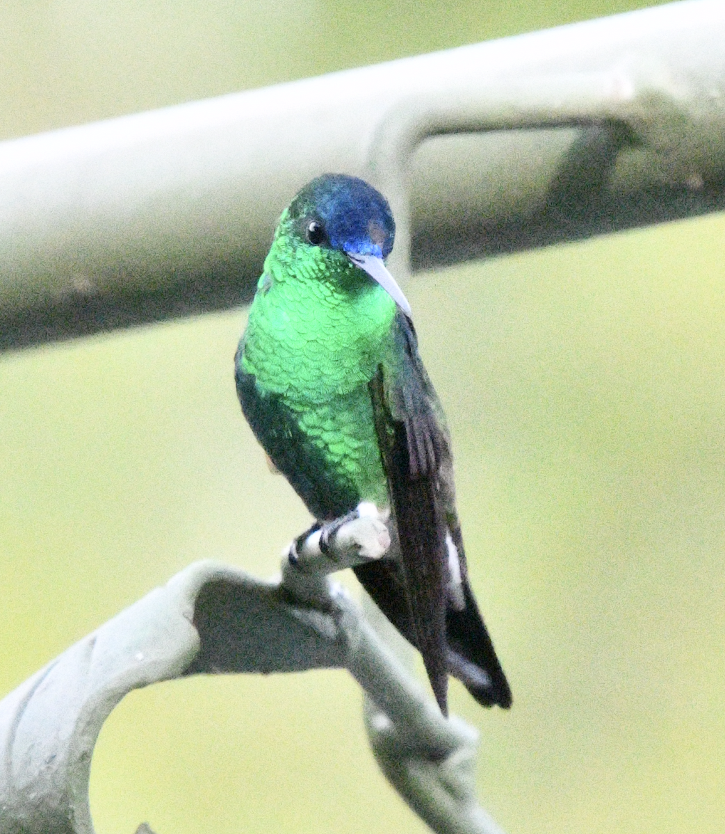 Indigo-capped Hummingbird - ML638385151