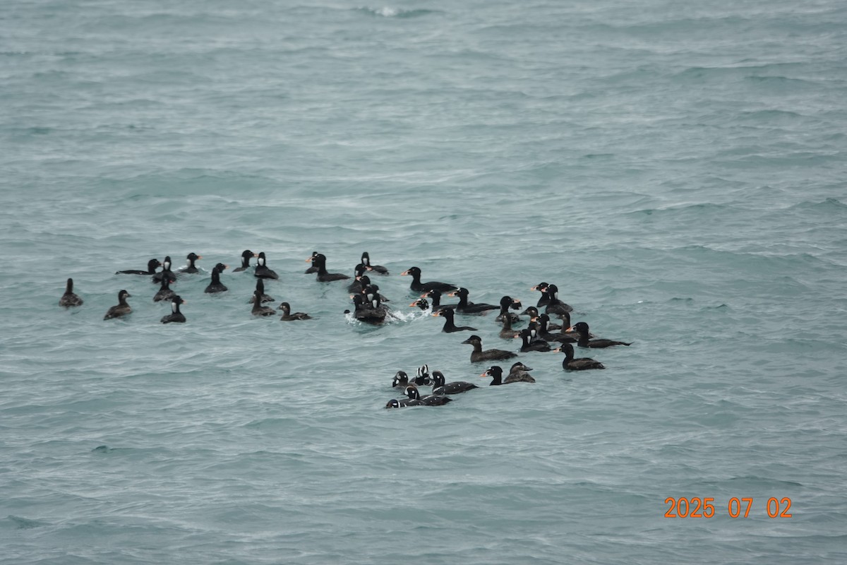 Surf Scoter - ML638385159