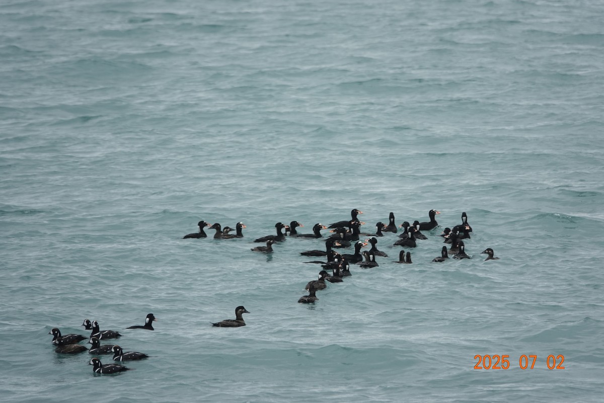 Surf Scoter - ML638385168