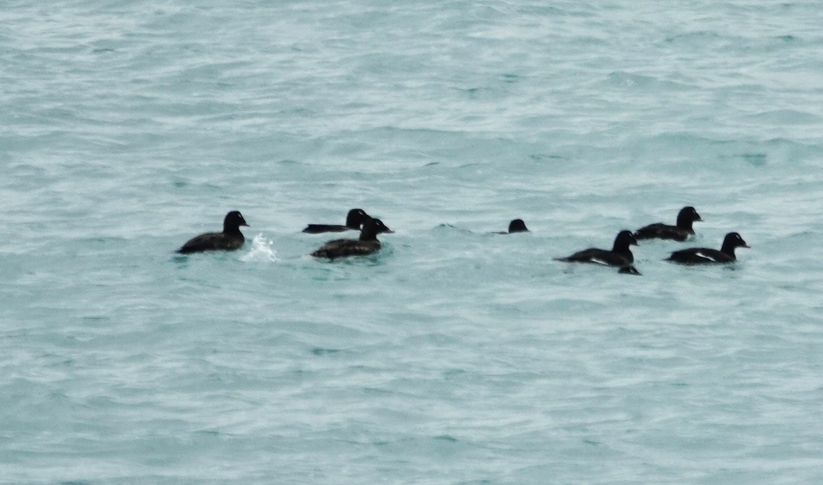 White-winged Scoter - ML638385180