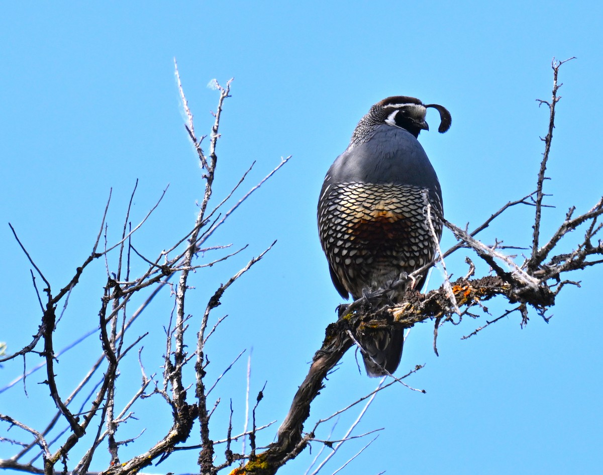 California Quail - ML638385185