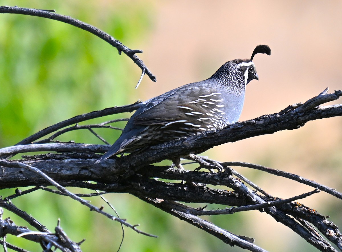 California Quail - ML638385187
