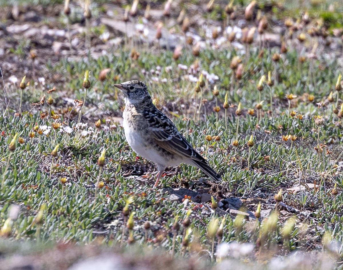 Horned Lark (Western pale Group) - ML638385193