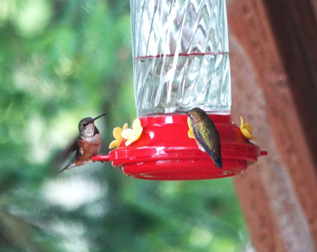 Rufous Hummingbird - ML638385196