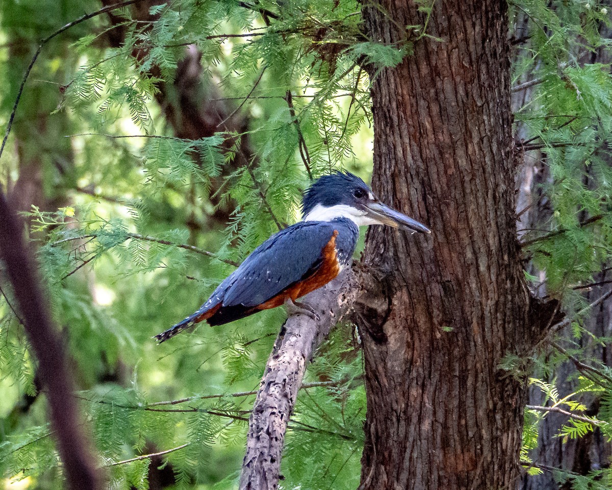 Ringed Kingfisher - ML638385198