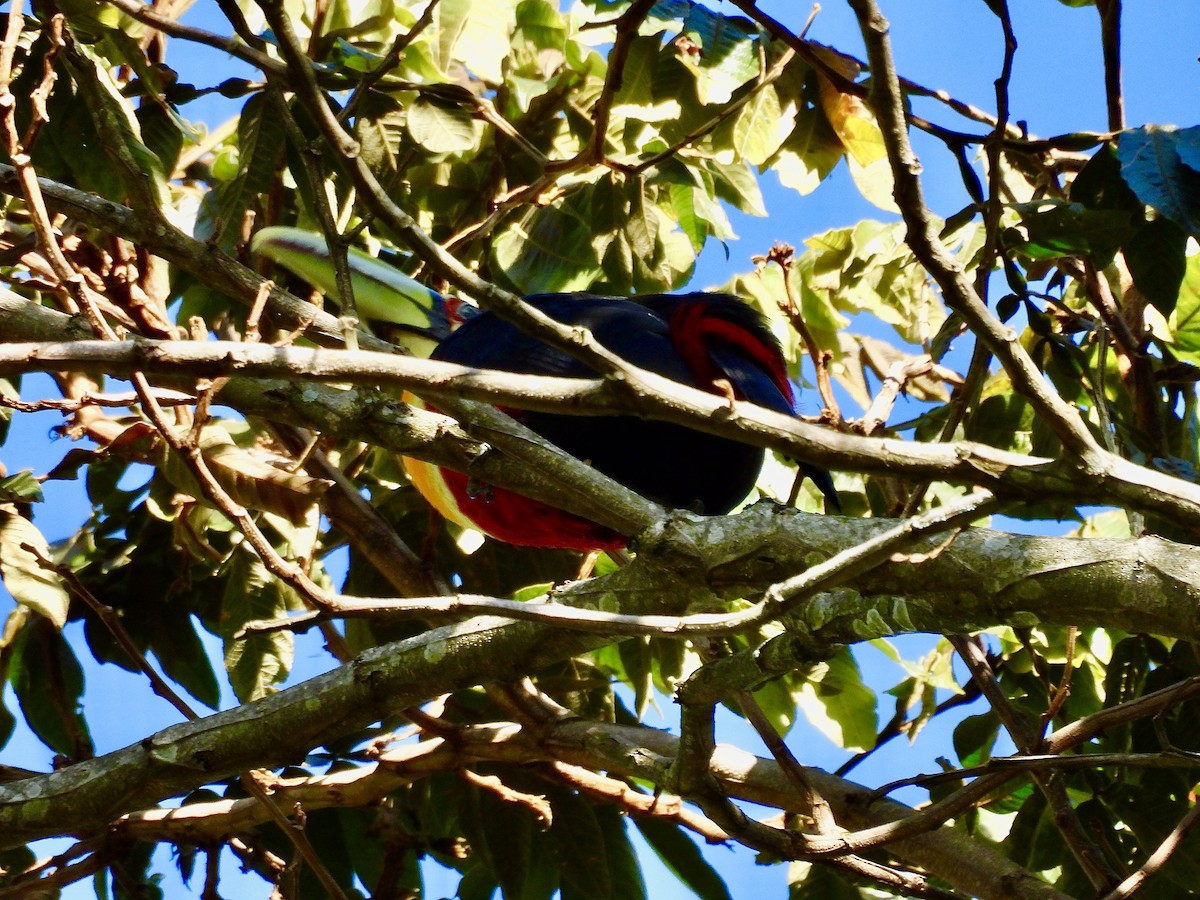 Red-breasted Toucan - ML638385199