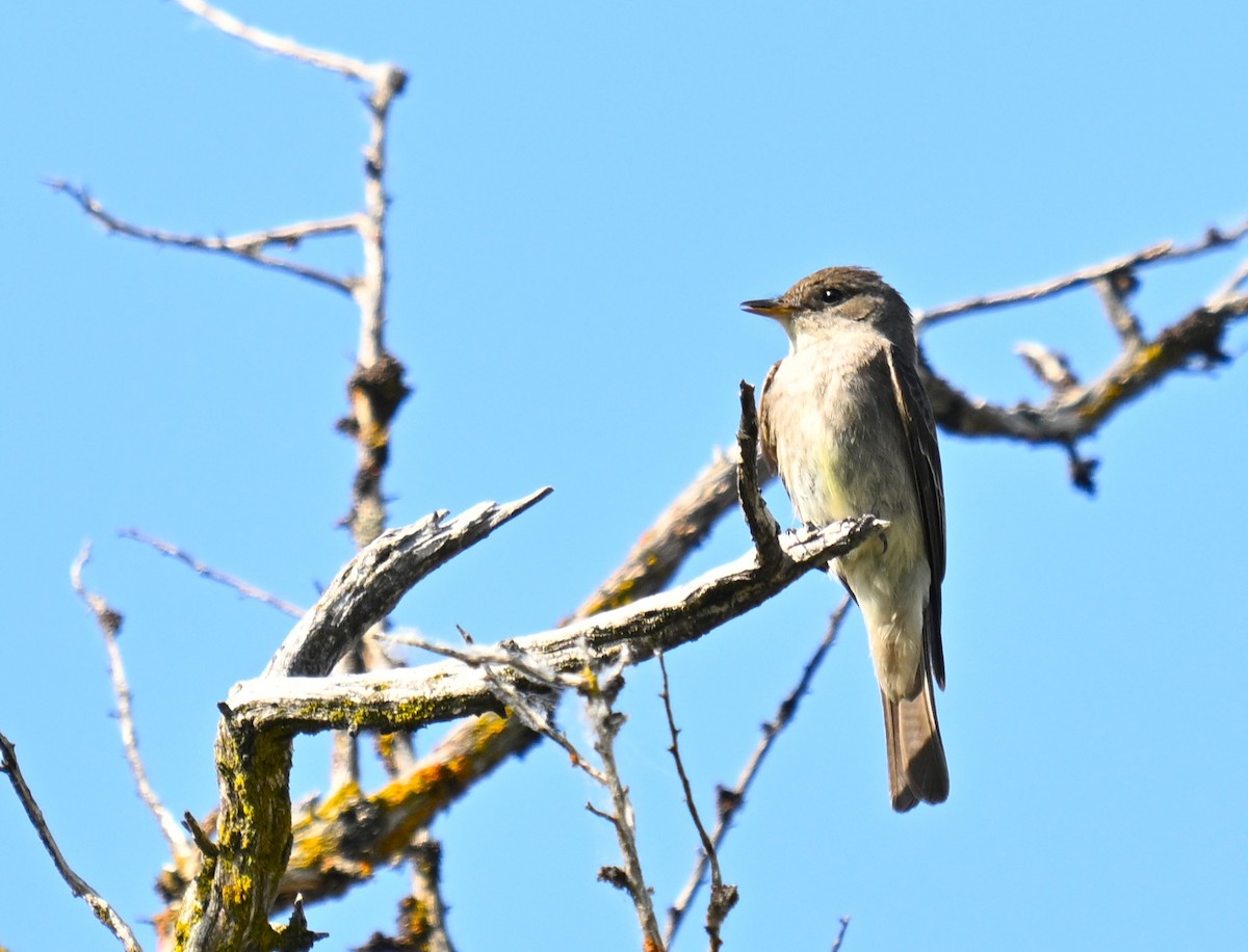 Western Wood-Pewee - ML638385200