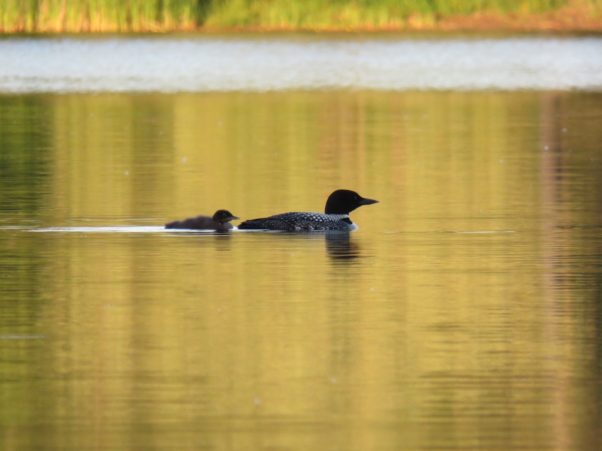 Common Loon - ML638385201