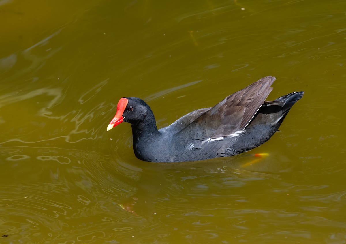 Common Gallinule - ML638385202