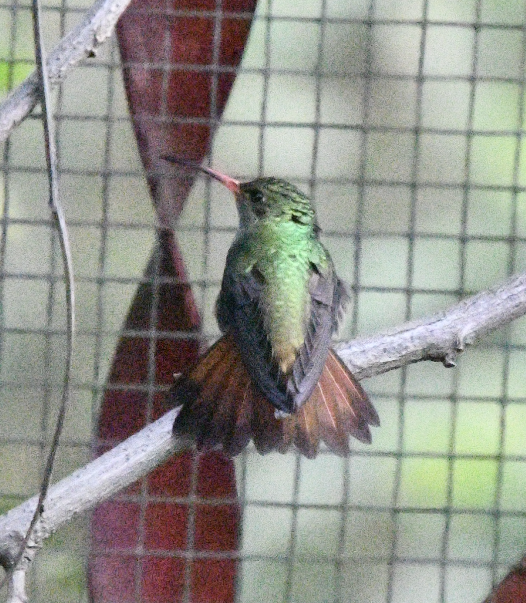 Rufous-tailed Hummingbird - ML638385203