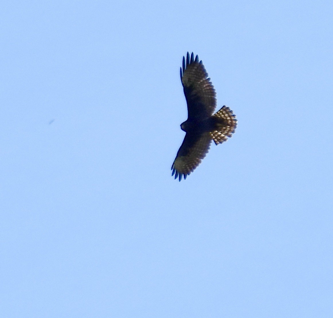 Short-tailed Hawk - ML638385205