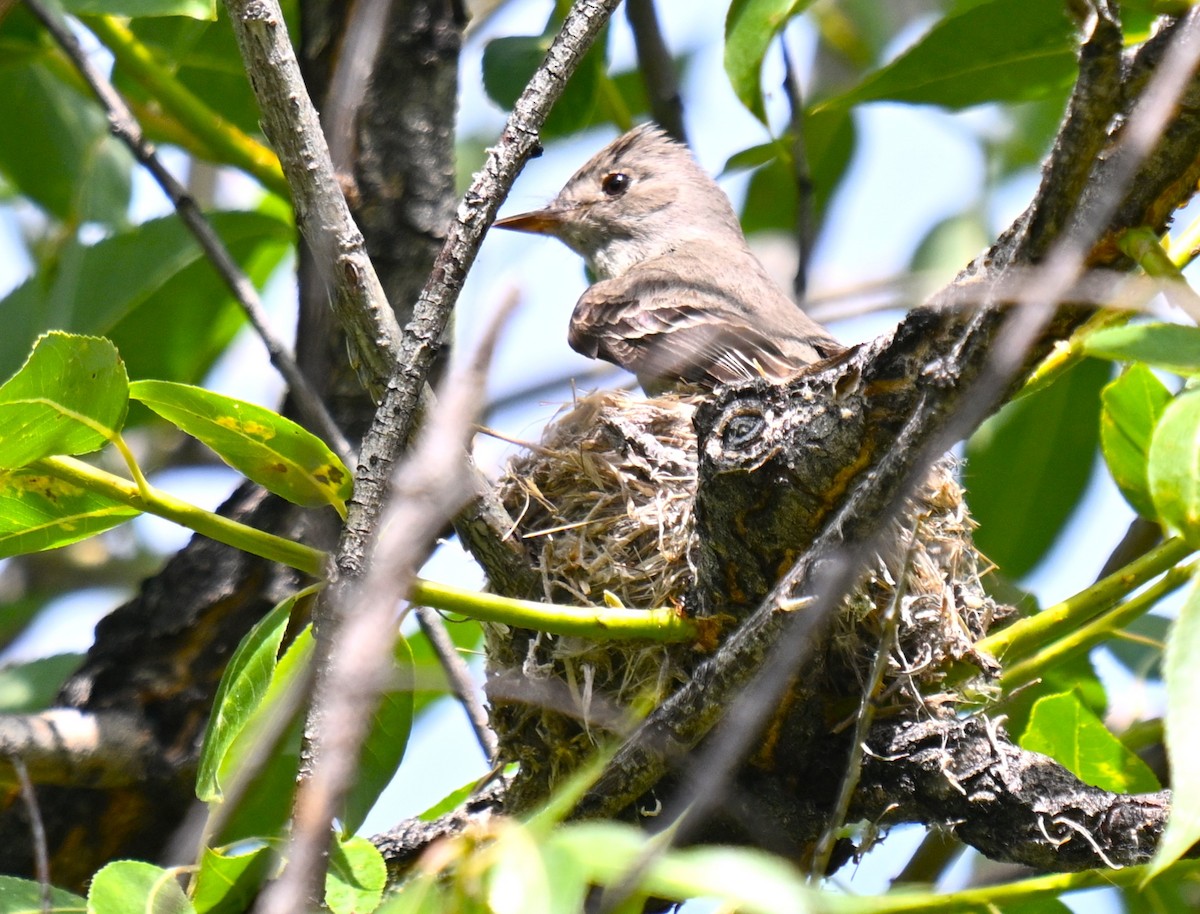 Western Wood-Pewee - ML638385207