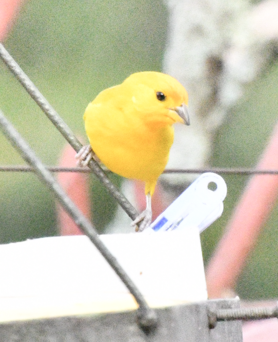 Saffron Finch - ML638385208